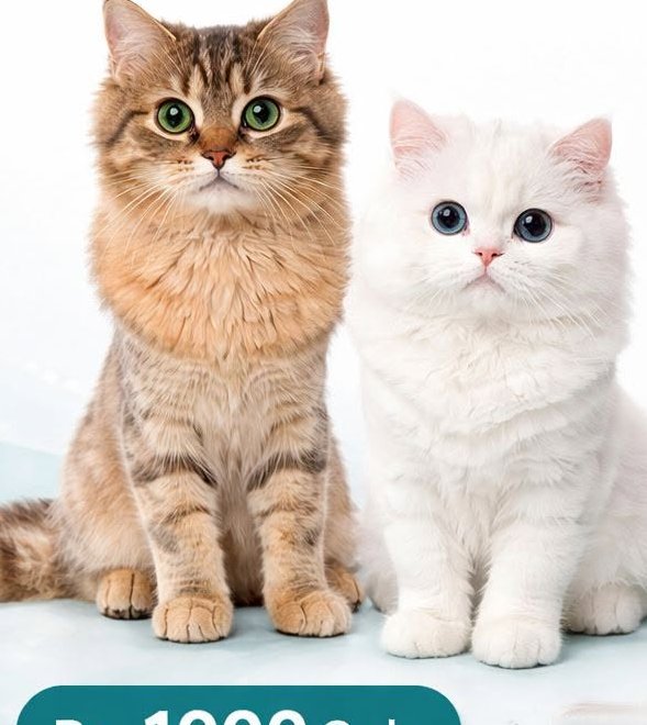 Cats being cared for at D Vets